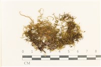 登錄號:B00008606藏品圖，第1張