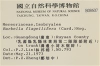 鞭枝懸蘚藏品圖，第2張