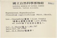 細葉櫛葉蘚, 毛葉梳蘚藏品圖，第2張