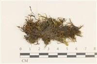 登錄號:B00008626藏品圖，第1張