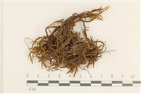 登錄號:B00008627藏品圖，第1張