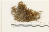 皺葉牛舌蘚藏品圖，第1張