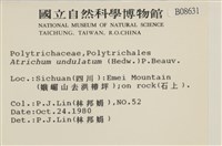 仙鶴蘚藏品圖，第2張