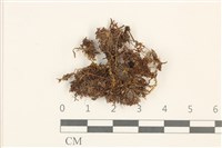 仙鶴蘚藏品圖，第1張