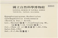 粗齒雉尾蘚藏品圖，第2張