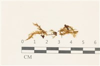 粗齒雉尾蘚藏品圖，第1張