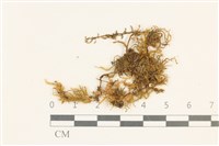 登錄號:B00008641藏品圖，第1張