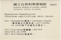 細葉櫛葉蘚, 毛葉梳蘚藏品圖，第2張