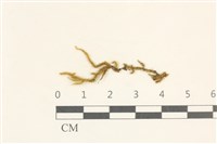 細葉櫛葉蘚, 毛葉梳蘚藏品圖，第1張