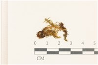 粗齒雉尾蘚藏品圖，第1張