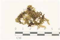 登錄號:B00008644藏品圖，第1張