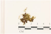 登錄號:B00008645藏品圖，第1張