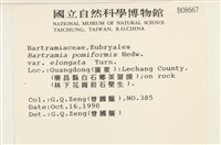 梨蒴珠蘚長形變種藏品圖，第2張