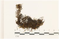 皺葉牛舌蘚藏品圖，第1張