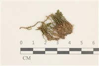 扭口蘚藏品圖，第1張