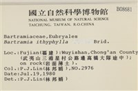 直葉珠蘚藏品圖，第2張