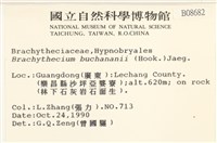 細枝青蘚藏品圖，第2張