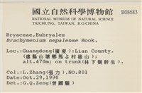 那霸短月蘚藏品圖，第2張