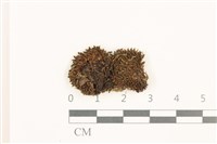 那霸短月蘚藏品圖，第1張