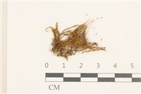 登錄號:B00008780藏品圖，第1張