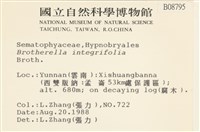 全緣小錦蘚藏品圖，第2張