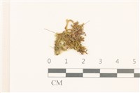 全緣小錦蘚藏品圖，第1張