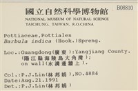 印度扭口蘚藏品圖，第2張