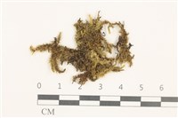 登錄號:B00008815藏品圖，第1張