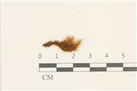 登錄號:B00008829藏品圖，第1張