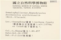 赤莖小錦蘚藏品圖，第2張