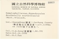 赤莖小錦蘚藏品圖，第2張