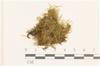 赤莖小錦蘚藏品圖，第1張