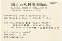 東亞小錦蘚藏品圖，第2張