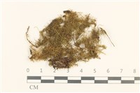 東亞小錦蘚藏品圖，第1張