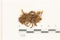 登錄號:B00008856藏品圖，第1張