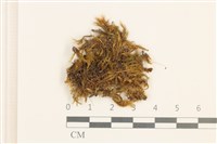 登錄號:B00008858藏品圖，第1張