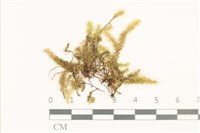 登錄號:B00008861藏品圖，第1張