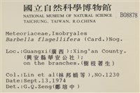 鞭枝懸蘚藏品圖，第2張