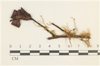 鞭枝懸蘚藏品圖，第1張