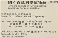 印度扭口蘚藏品圖，第2張