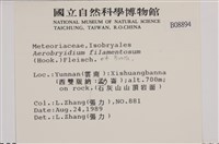 毛扭蘚藏品圖，第2張