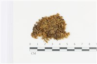 登錄號:B00008895藏品圖，第1張