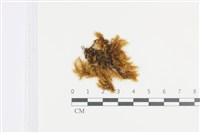 登錄號:B00008898藏品圖，第1張