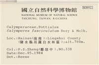 劍葉花葉蘚藏品圖，第2張