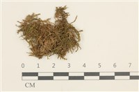 登錄號:B00008923藏品圖，第1張