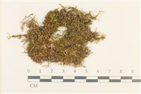 登錄號:B00008931藏品圖，第1張