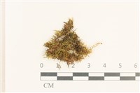 登錄號:B00008937藏品圖，第1張