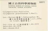 細花葉蘚藏品圖，第2張