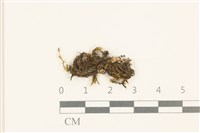 劍葉花葉蘚藏品圖，第1張