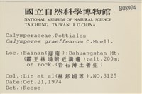 細花葉蘚藏品圖，第2張